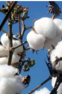  cotton bush 