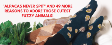 50 facts about alpacas