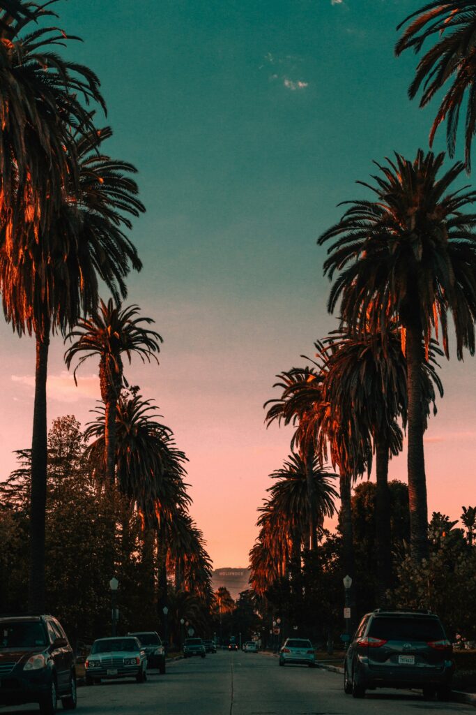 Los Angeles sunset with palm trees