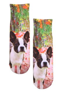 bulldogi pildiga prinditud sokid