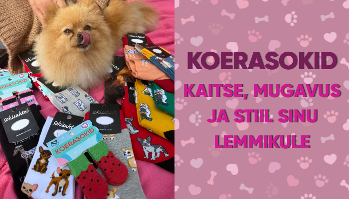 Koerasokid: kaitse, mugavus ja stiil sinu lemmikule