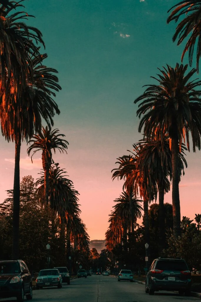 Los Angeles sunset with palm trees