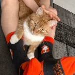 FINDUS oranži kassiga puuvillased sokid